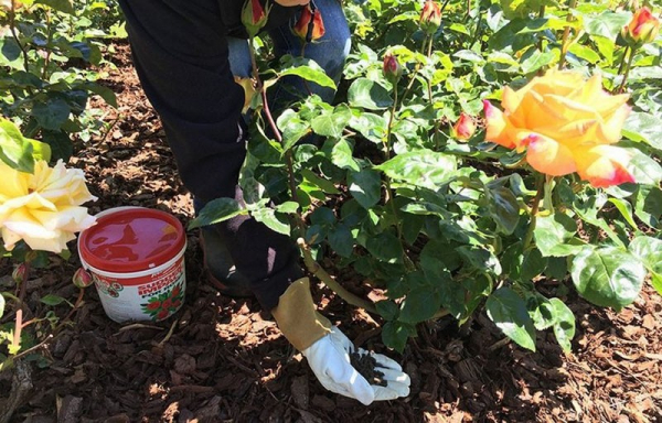 Чайно-гибридная роза Керио – «солнечное» украшение садового участка
